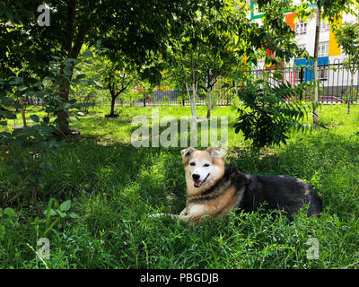 Un senzatetto cane si appoggia nel giardino sull'erba verde. Cura per animali senza tetto Foto Stock