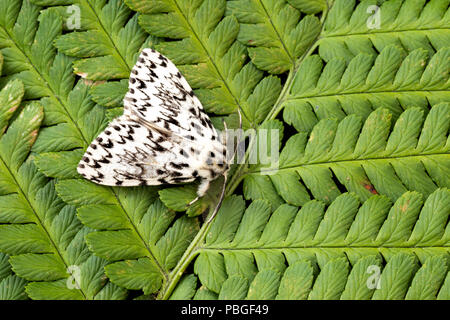 Archi nero tarma Lymantria monacha, poggiante su fern, Monmouthshire, Wales, Regno Unito, Luglio. Famiglia Lymantriidae. Foto Stock