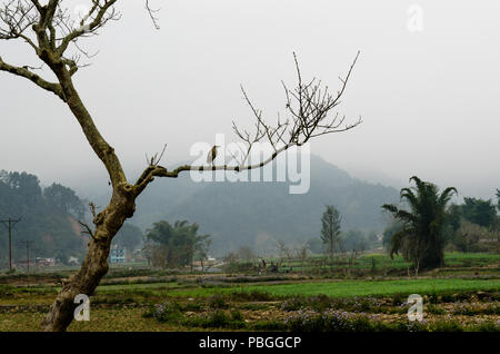 Uccello airone stagno indiano arroccato su un ramo di albero nella rurale Nepal Foto Stock