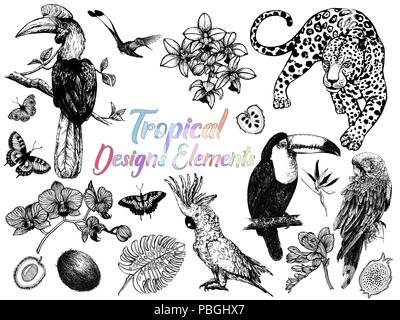 Set di disegnato a mano stile sketch uccelli esotici, animali, farfalle e piante e frutti isolati su sfondo bianco. Illustrazione Vettoriale. Illustrazione Vettoriale