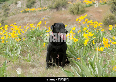 Nero Labrador retriever seduto in una patch di arrowleaf balsamroot vicino a Boise Idaho Foto Stock