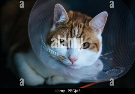 Closeup ritratto di zenzero tabby cat indossando un collare Elizabethan dopo una lotta Foto Stock