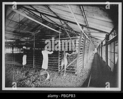 1601 tè scena di fabbrica - nell'appassimento loft LCCN2004707310 Foto Stock