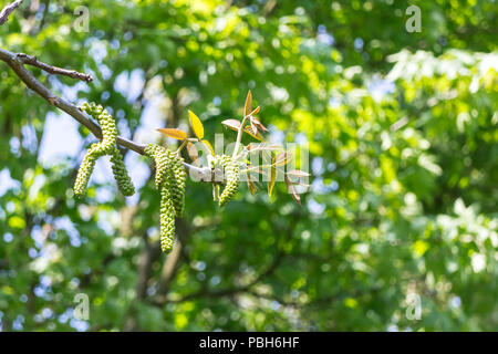 Fiore maschile infiorescenza di noce sul mazzetto di albero Foto Stock