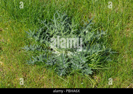 Rosette di foglie di una giovane spear thistle, Cirsium vulgare, in un giovane prato, Berkshire, Aprile Foto Stock