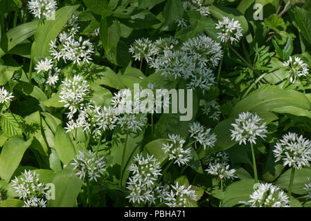 Aglio selvatico o ramsons, Allium ursinum, fiori bianchi nel bosco pezzata ombra in primavera, Berkshire, può Foto Stock