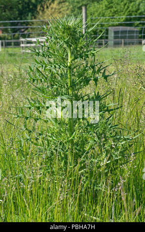 Una lancia thistle, Cirsium vulgare, impianto di erbaccia a prolungamento di stelo che cresce in un prato pascolo, Berkshire, Aprile Foto Stock