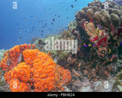 Coral reef in mare Carbiiean Foto Stock