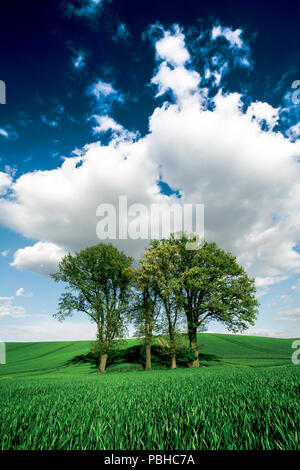 Alberi oltre il campo di grano e il blu cielo molto nuvoloso Foto Stock