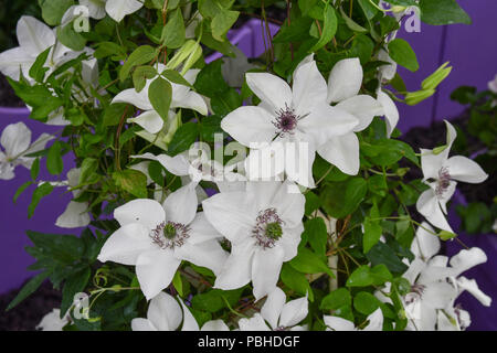 Clematis florida pistacchio pianta rampicante Foto Stock