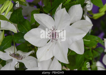 Clematis florida fiore pistacchio Foto Stock