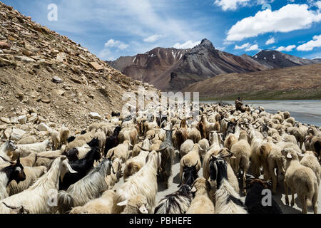 Strada attraverso l'Himalaya da Manali a Leh/Ladakh, Kashmir, India 2018. Pecore e capre che attraversano la strada di montagna nell'Himalaya Foto Stock