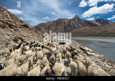 Strada attraverso l'Himalaya da Manali a Leh/Ladakh, Kashmir, India 2018. Pecore e capre che attraversano la strada di montagna nell'Himalaya Foto Stock