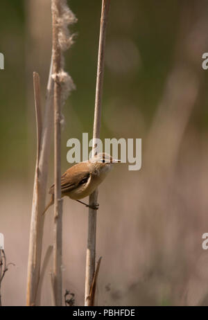 Reed trillo, Acrocephalus scirpaceus, singolo adulto appollaiato sul gambo reed. Essex, Regno Unito. Foto Stock