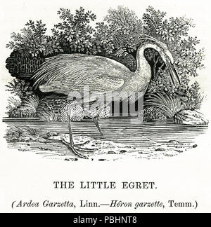 1720 Thomas Bewick la Garzetta 1804 Foto Stock