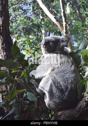 Il Koala godendo il sole in vita selvaggia di Sydney. Foto Stock