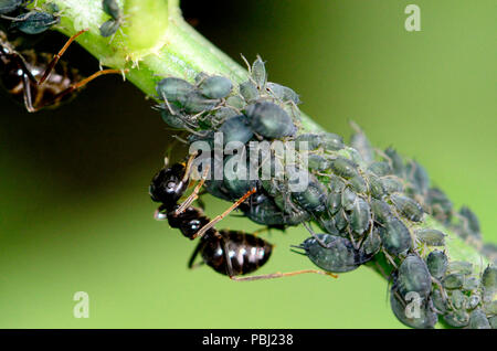 Nero Garden formiche (Lasius niger) "biologica" afidi per il dolce sticky 'melata' sono in grado di secernere Foto Stock