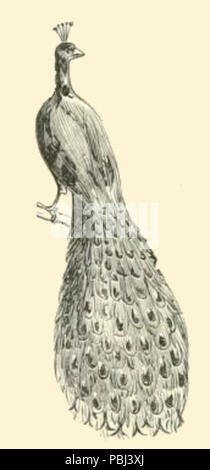 1821 Vintage disegno Pavone Foto Stock