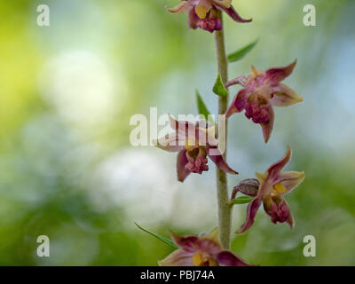 Red Helleborine Wild Orchid, atrorubens bergonii Foto Stock