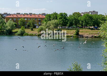 Gruppo Piccioni, Colomba o Columba livia con piume variegato di volare al di sopra del lago, distretto Drujba, Sofia, Bulgaria Foto Stock