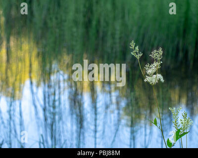 Abstract naturalistico lago sullo sfondo, la messa a fuoco del differenziale dotato di olmaria, idromele Wort aka Filipendula ulmaria in primo piano. Con copyspace. Foto Stock