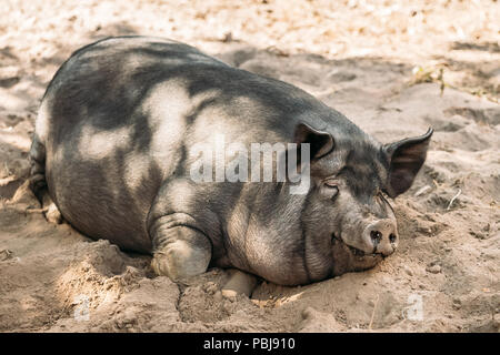 Maiale domestico gode di relax nella sporcizia. Grande suino nero appoggiato in sabbia. Maiale domestico. Foto Stock