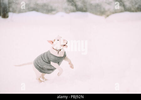Funny giovane inglese Bull Terrier Bullterrier cucciolo di cane vestito in abiti caldi a giocare nella neve stagione invernale. Giocoso Pet all'esterno. Foto Stock