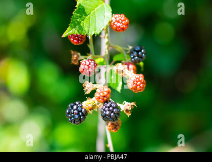 Wild blackberry su una boccola con black mature e rosse bacche di maturazione in una foresta Foto Stock