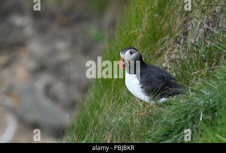 Atlantic puffin (Fratercula arctica) on Grassy cliff, Sumburgh Head, Shetland Foto Stock