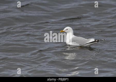 Comune o mew gull (Larus canus) nuotare nel mare, Grutness Voe, Shetland Foto Stock