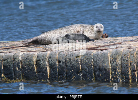 Comune di porto o la guarnizione (Phoca vitulina) con pup, Sandwick, Shetland Foto Stock
