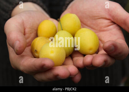 Mani che tengono le prugne fresche raccolte dalla struttura ad albero . Foto Stock