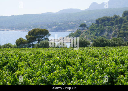 Vigneti in riva al mare, Cassis, Bouches-du-Rhône, Francia Foto Stock