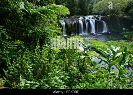 Il peering attraverso la giungla tropicale a Wallicher Falls, Wooroonooran National Park, altopiano di Atherton, QLD, Australia Foto Stock