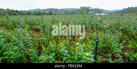 La piantagione di fiori al giorno di estate di Dalat, Vietnam. Foto Stock