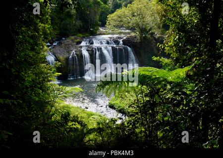 Il peering attraverso la giungla tropicale a Wallicher Falls, Wooroonooran National Park, altopiano di Atherton, QLD, Australia Foto Stock