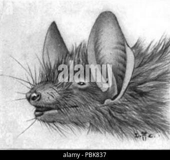 1078 Myotis nigricans illustrazione Foto Stock