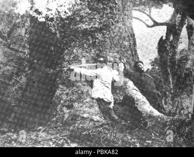 728 Grande Albero della Canfora 1898 Foto Stock