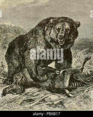 731 Grizzlydeer Foto Stock