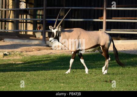 Bel maschio Gemsbok (Oryx gazella gazella) stando a terra Foto Stock