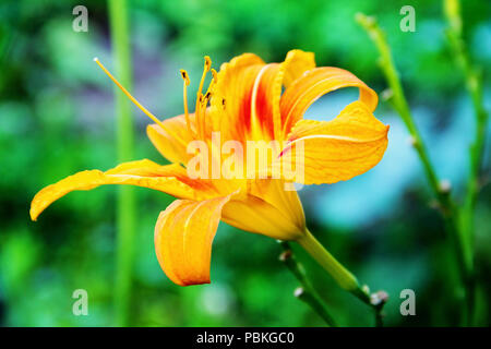 Bellissimo giardino fiorito giglio colore arancione shot close-up. Foto Stock