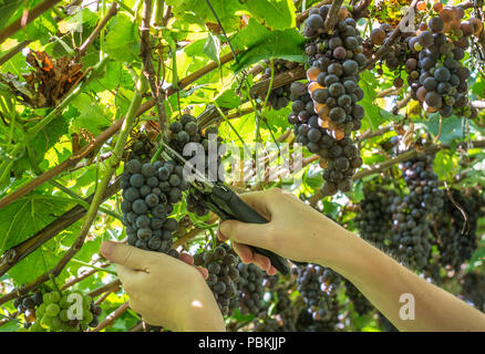 Lavoratore con le mani in mano il taglio di uve nere da vigneti durante la vendemmia in settembre. Raccolto di uve in vigna italiana, Alto Adige, Italia Foto Stock