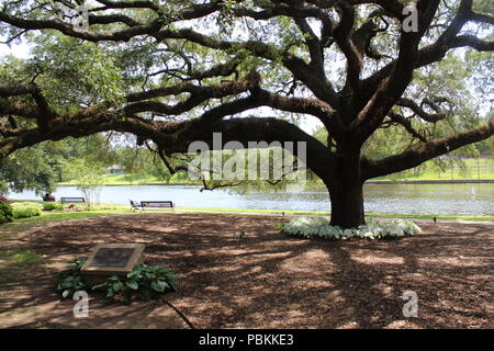 Vecchio Live Oak tree in Natchitoches, Louisiana Foto Stock