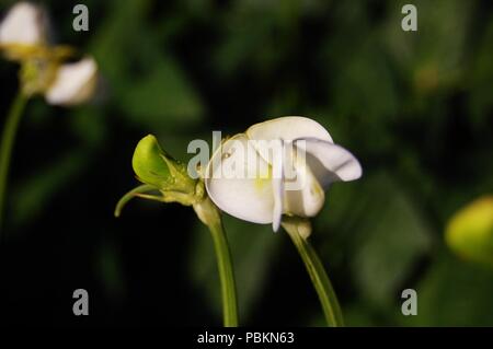 Flor de feijão-caupi - cowpea fiore Foto Stock