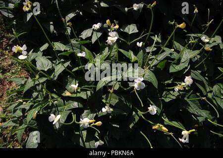 Flor de feijão-caupi - cowpea fiore Foto Stock