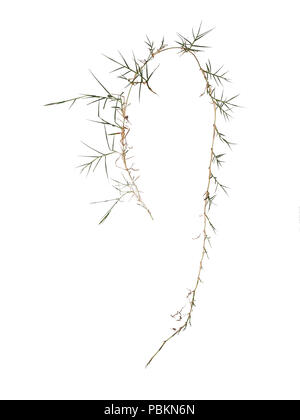 Il lettino aka twitch erba Elymus repens. erbaccia invasiva odiato dai giardinieri. Isolato su bianco. Foto Stock