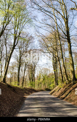 Single-track paese lane scorre attraverso il bosco in The Chiltern Hills nell Inghilterra del sud. Foto Stock