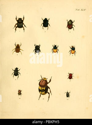 Abbildungen zu Karl Illiger's Uebersetzung von Olivier's Entomologie, oder, Naturgeschichte der Insecten (Tab. XLV) Foto Stock