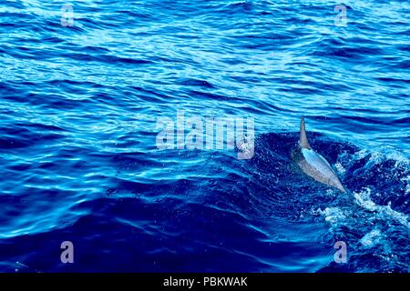 Chiazzato di nuoto con i delfini nella parte anteriore di una barca Foto Stock