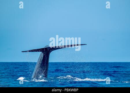 Un enorme femmina balena blu che mostra la sua coda come ella immersioni Foto Stock